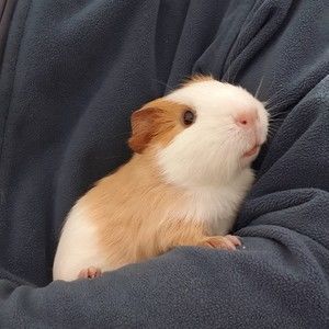 Meet your Posher, Si